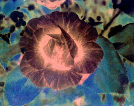 Camellia (Wet Scanned Negative)