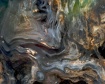 Tree Bark 1