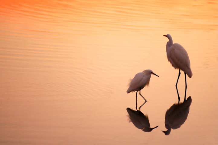 Egrets in lagoon