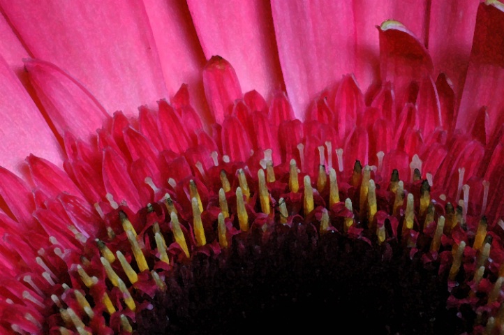 Gerbera