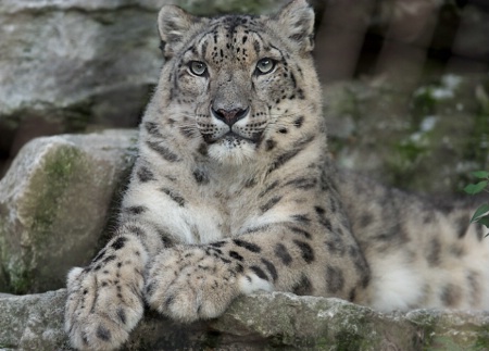 Snow Leopard