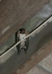 Batty Swallow.