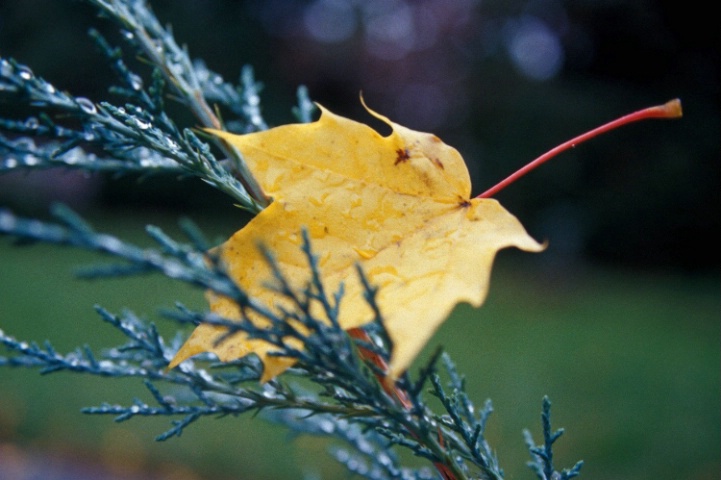 The Yellow Leaf