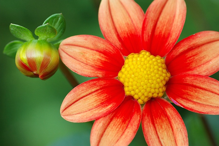 Bud to Bloom 