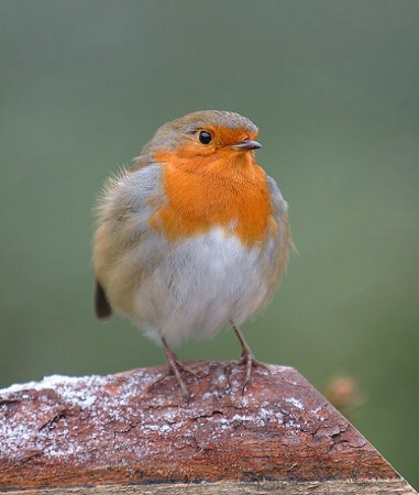 Robin