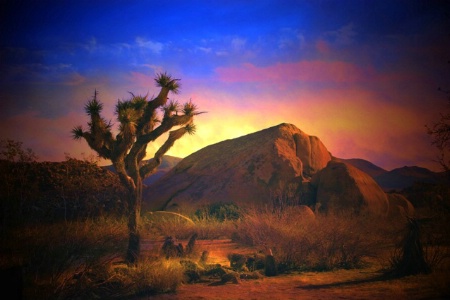 Desert Color 211