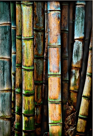 Bamboo Forest