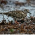 © Robert Hambley PhotoID # 1608901: Ruddy Turnstone