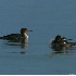 © Robert Hambley PhotoID # 1608906: Red Breasted Merganser