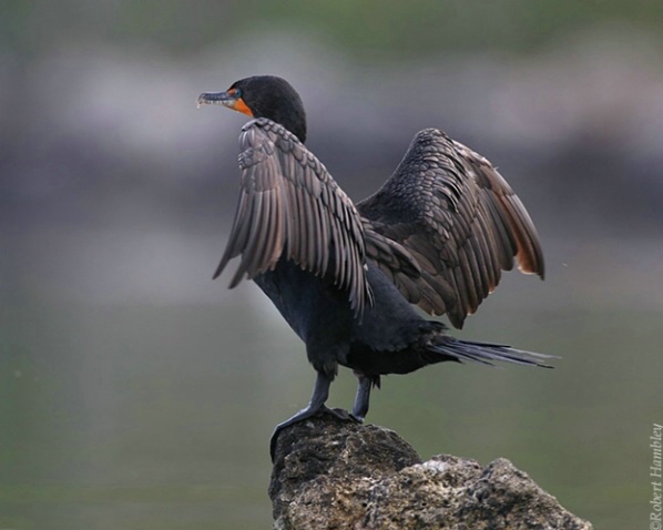 Double Crested Cormorant - ID: 1608908 © Robert Hambley
