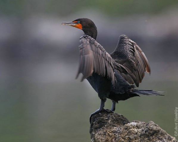 Double Crested Cormorant - ID: 1608909 © Robert Hambley