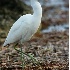 © Robert Hambley PhotoID # 1608910: Little Blue Heron