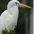© Robert Hambley PhotoID # 1608913: Great White Heron