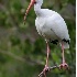 © Robert Hambley PhotoID # 1608914: White Ibis