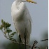 © Robert Hambley PhotoID # 1608915: Great Egret