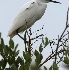 © Robert Hambley PhotoID # 1608916: Snowy Egret