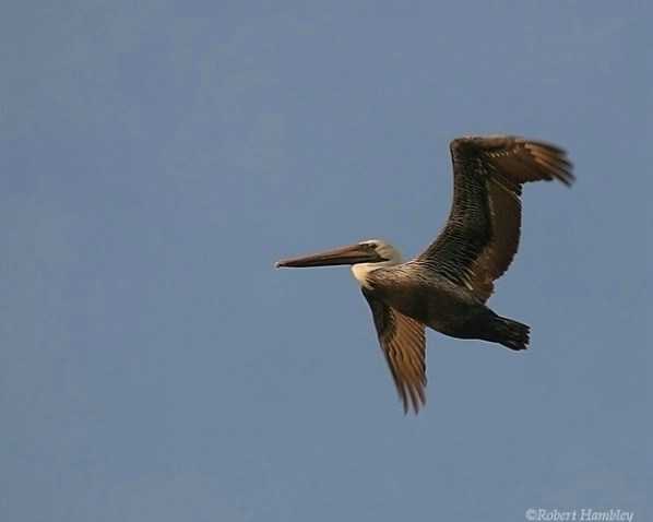Brown Pelican - ID: 1608917 © Robert Hambley