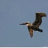 © Robert Hambley PhotoID # 1608917: Brown Pelican