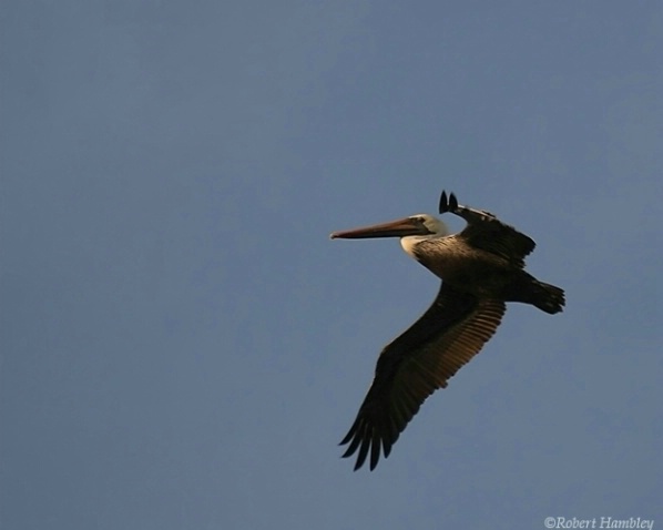 Brown Pelican - ID: 1608918 © Robert Hambley