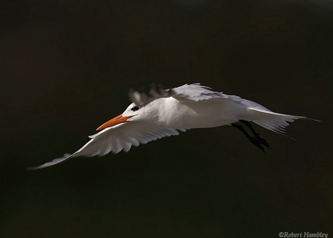 Royal Tern - ID: 1608921 © Robert Hambley