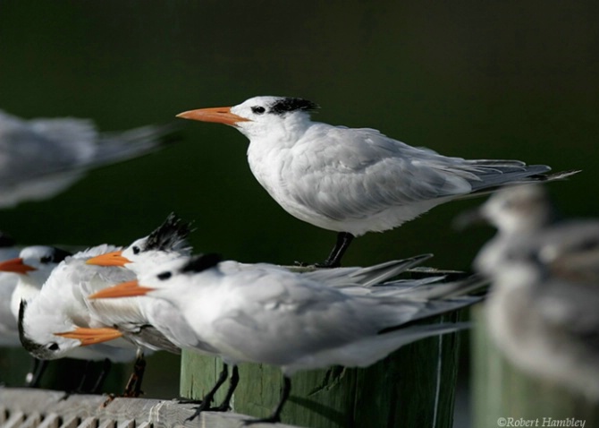 Royal Tern - ID: 1608922 © Robert Hambley