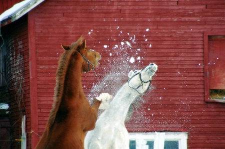 The Snow Fight