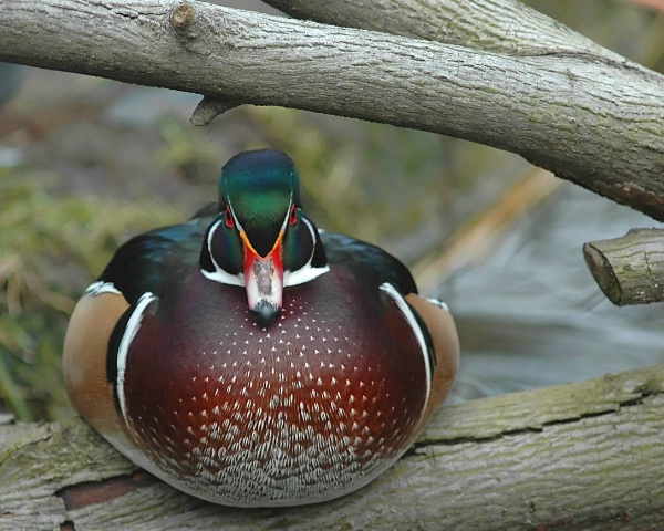 Plump Duck