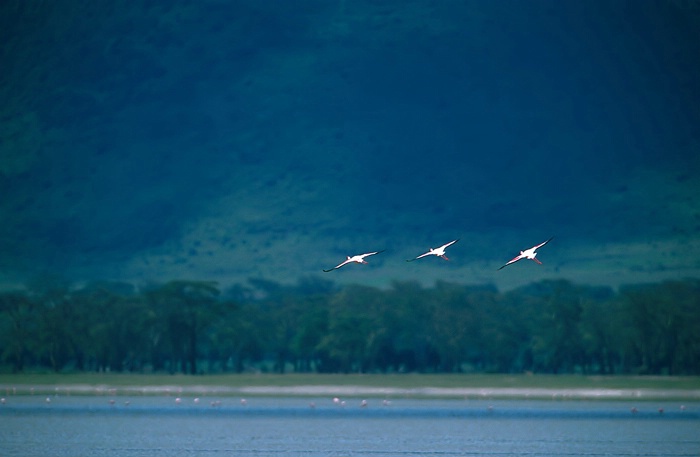 Flamingos