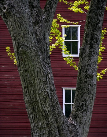 Red and Yellow with Tree