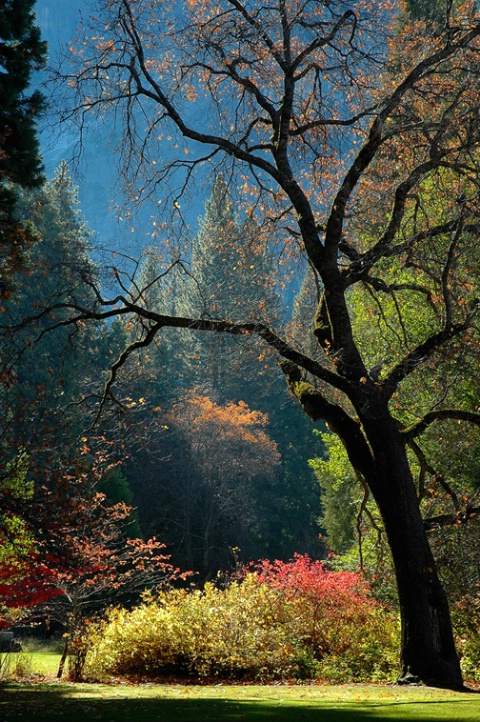 Black Oak and Fall Colors, Yosemite 