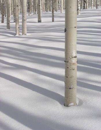aspens in snow - photo 2