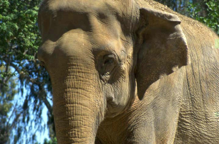 Asian elephant - ID: 1613345 © Heather Robertson