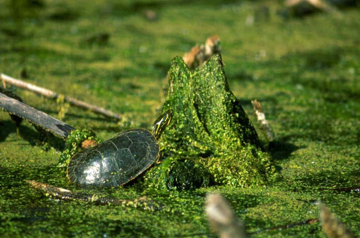 Green turtle in pond at Fort Whyte, Manitoba