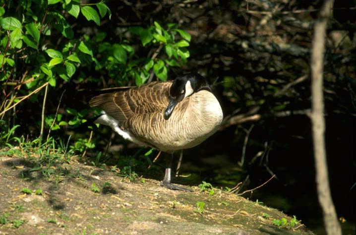 Canadian goose - ID: 1613348 © Heather Robertson