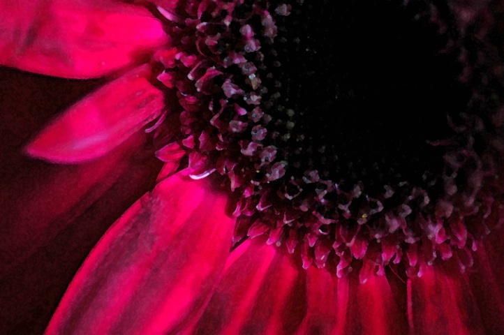 Gerbera 