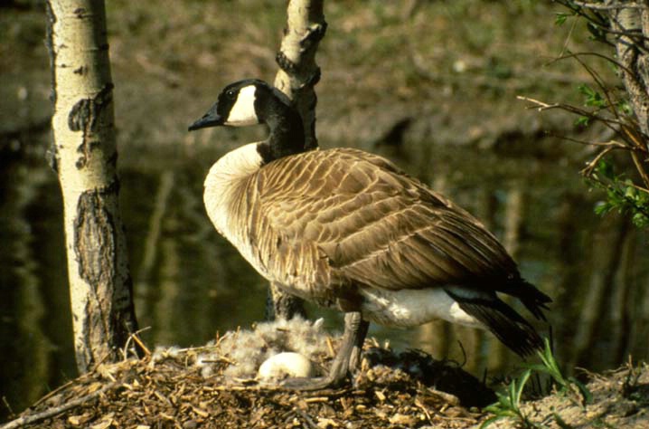 Canadian goose standing over egg in nest - ID: 1613388 © Heather Robertson