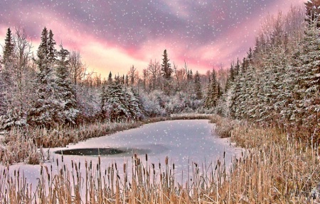 Winter on the Pond