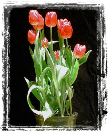 Tulips, New England Flower Show 2003