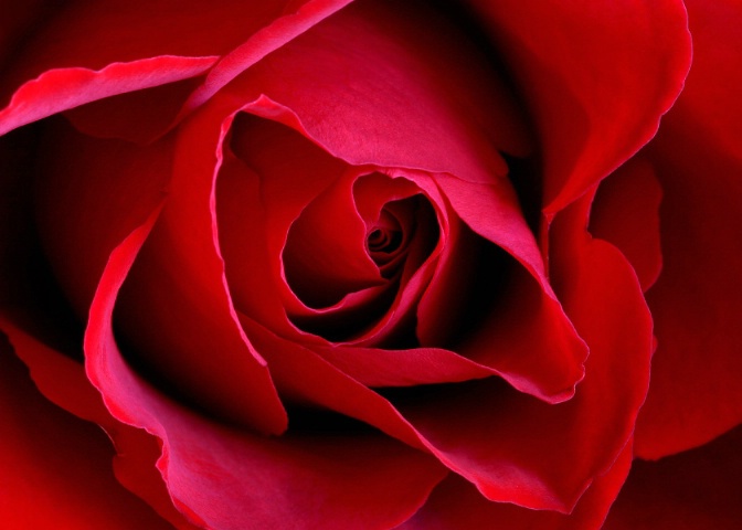 Red Rose