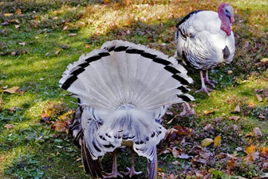 turkey butt
