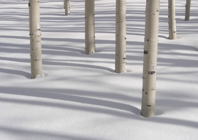 aspens in snow - photo 3