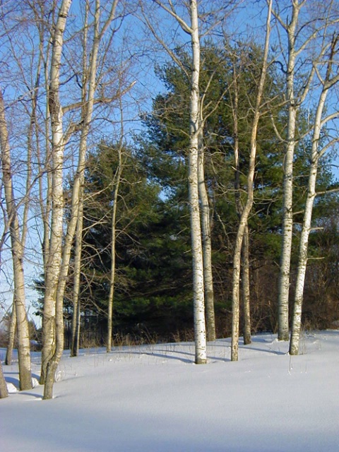 Aspens and Pines in Snow with Shadows
