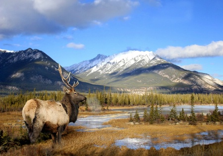 Rocky Mountain Elk