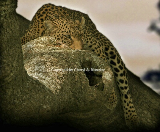 Leopard in tree yellowish sunset - ID: 1617380 © Cheryl  A. Moseley