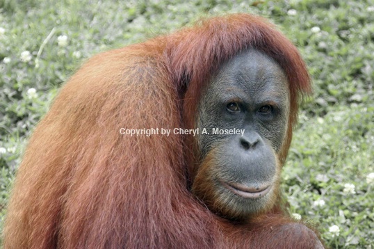 Orangutang 7972_1 - ID: 1617463 © Cheryl  A. Moseley