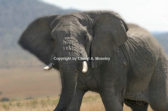 African bull elephant 7386 - ID: 1617464 © Cheryl  A. Moseley