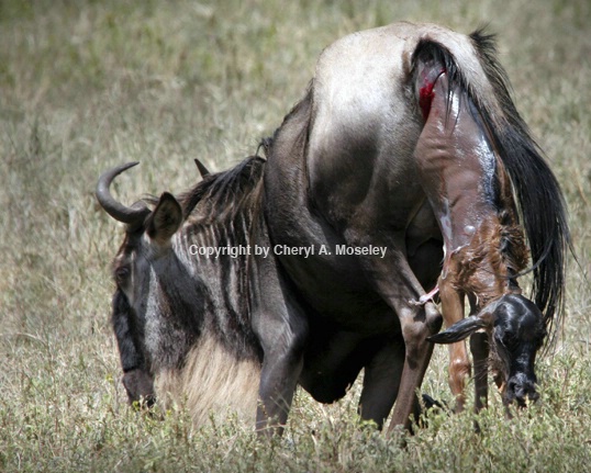 Wildebeest birthing 1-6308_1_1 Tanzania - ID: 1617465 © Cheryl  A. Moseley