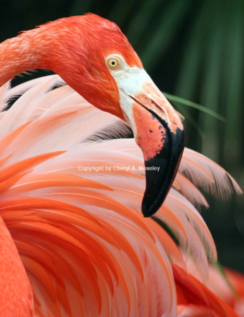 Flamingo from Caribbean 7927_2 - ID: 1617467 © Cheryl  A. Moseley