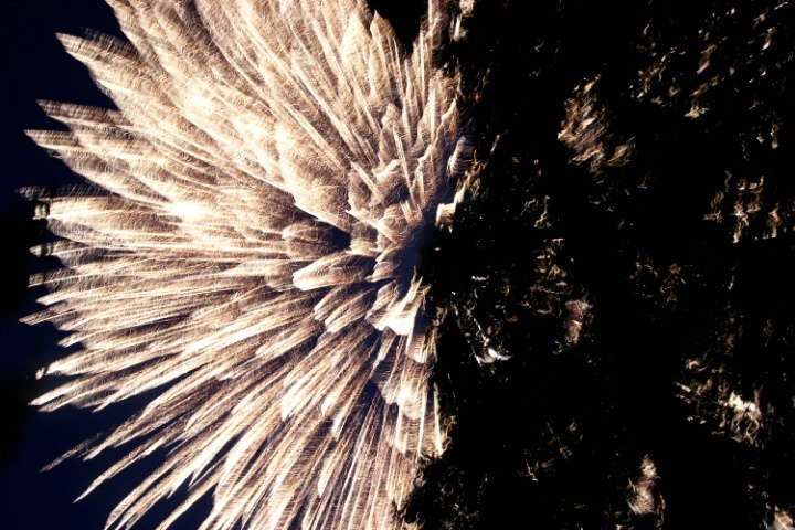 Fireworks in the Trees