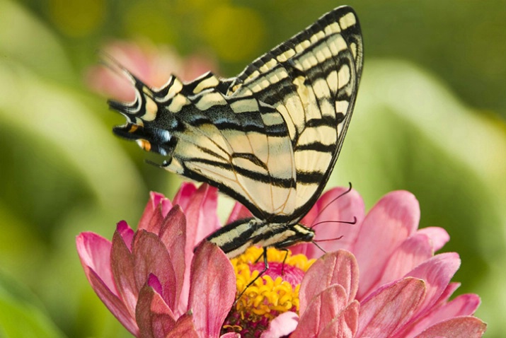 Swallowtail Butterfly - ID: 1617895 © Larry J. Citra